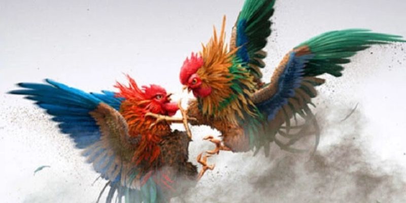 Các địa điểm xem cá cược đá gà thomo trực tiếp chất lượng