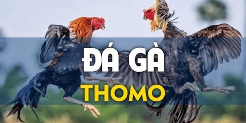 Những luật chơi cơ bản trong đá gà Thomo online